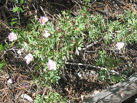 Wild Rose (Rosa woodsii)