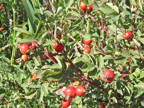 Wild Rose (Rosa woodsii)