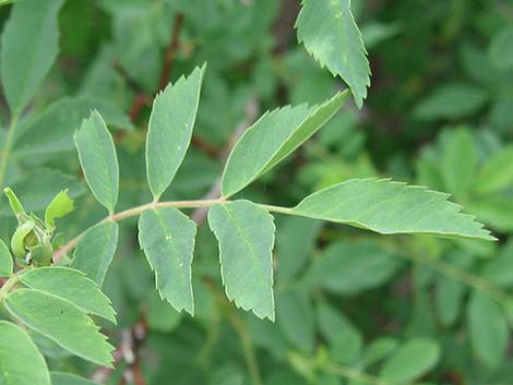 Wild Rose (Rosa woodsii)