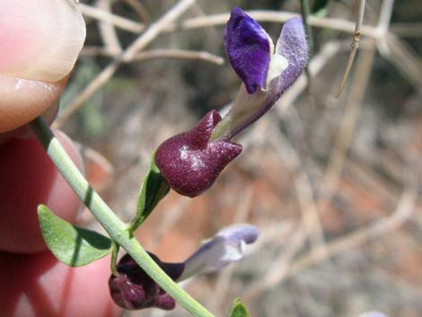 Mexican Bladdersage (Salazaria mexicana)