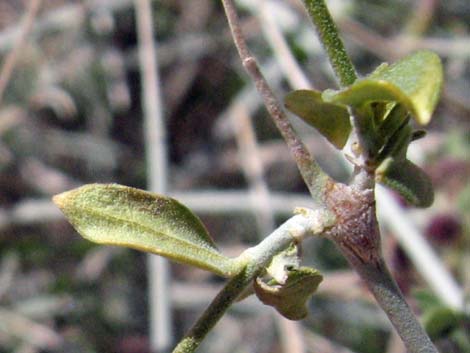 Mexican Bladdersage (Salazaria mexicana)