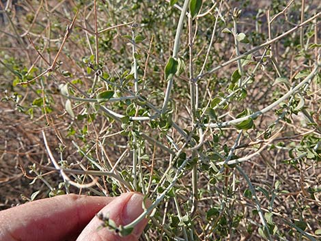 Mexican Bladdersage (Salazaria mexicana)