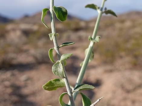 Mexican Bladdersage (Salazaria mexicana)