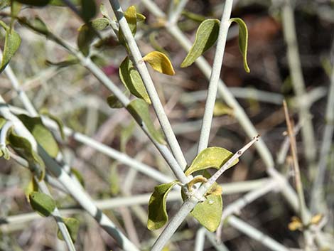 Mexican Bladdersage (Salazaria mexicana)