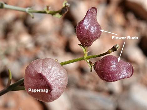 Mexican Bladdersage (Salazaria mexicana)