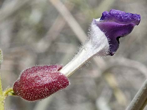 Mexican Bladdersage (Salazaria mexicana)