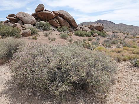 Mexican Bladdersage (Salazaria mexicana)