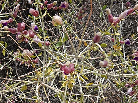 Mexican Bladdersage (Salazaria mexicana)