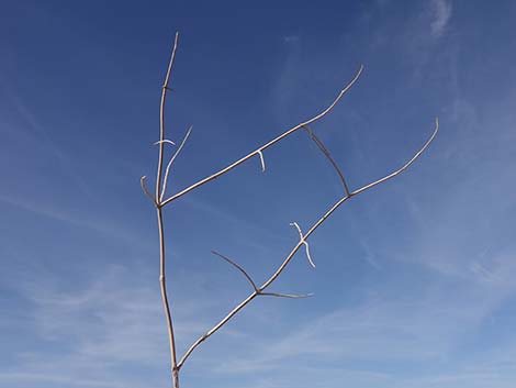 Mexican Bladdersage (Salazaria mexicana)