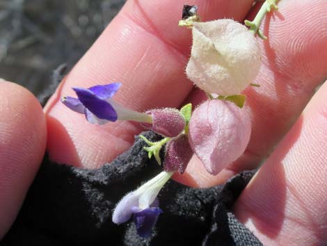 Mexican Bladdersage (Salazaria mexicana)