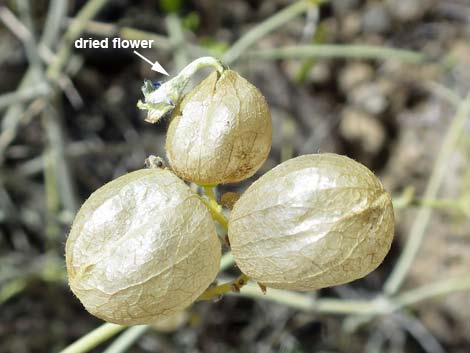 Mexican bladdersage (Salazaria mexicana)