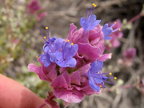 Purple Sage (Salvia dorrii)