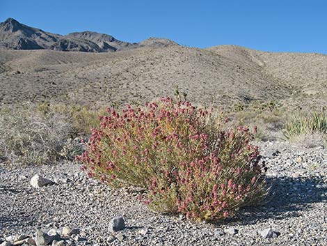 Purple Sage (Salvia dorrii)