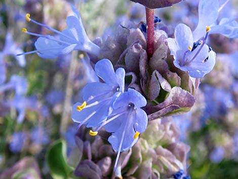 Purple Sage (Salvia dorrii)