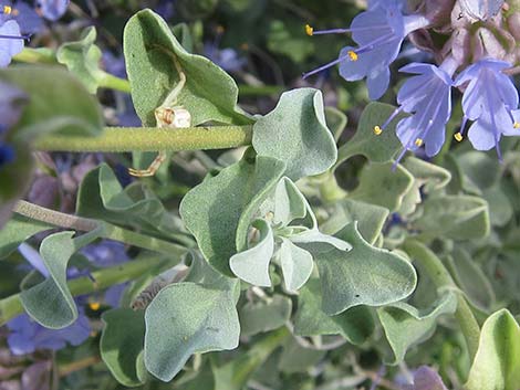 Purple Sage (Salvia dorrii)