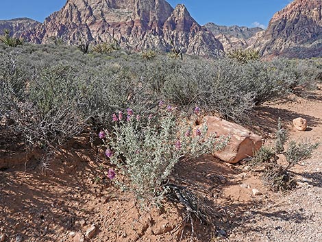 Purple Sage (Salvia dorrii)