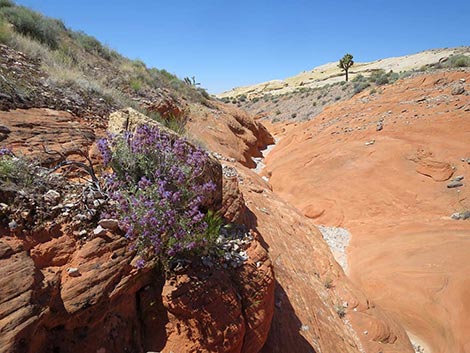 Purple Sage (Salvia dorrii)