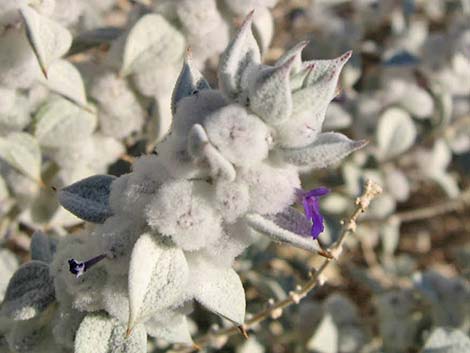 Death Valley Sage (Salvia funerea)