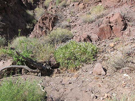 Mojave Sage (Salvia mohavensis)