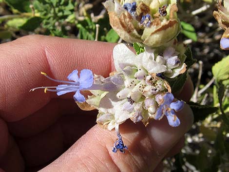 Mojave Sage (Salvia mohavensis)