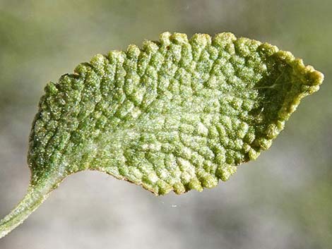 Mojave Sage (Salvia mohavensis)