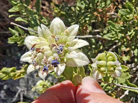 Mojave Sage (Salvia mohavensis)