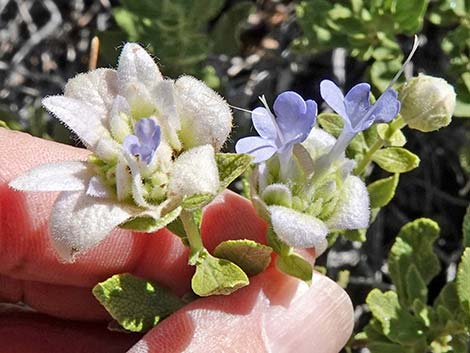 Mojave Sage (Salvia mohavensis)