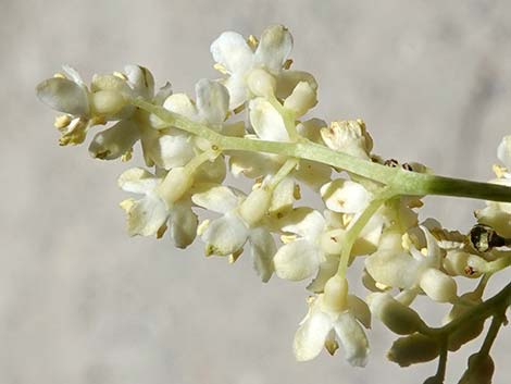 Blue Elderberry (Sambucus nigra)