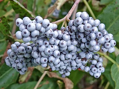 Blue Elderberry (Sambucus nigra)