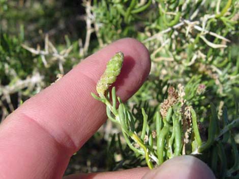 Greasewood (Sarcobatus vermiculatus)