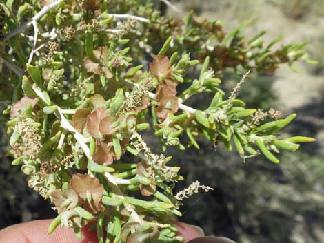 Greasewood (Sarcobatus vermiculatus)