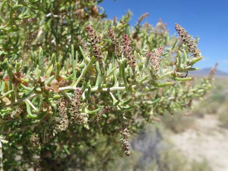 Greasewood (Sarcobatus vermiculatus)