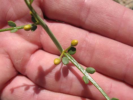 Desert Senna (Senna armata)