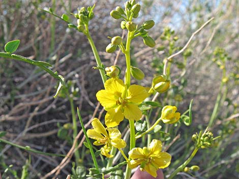 Desert Senna (Senna armata)