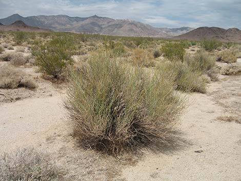 Desert Senna (Senna armata)