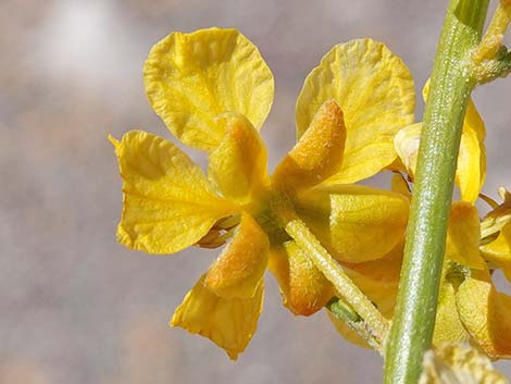 Desert Senna (Senna armata)