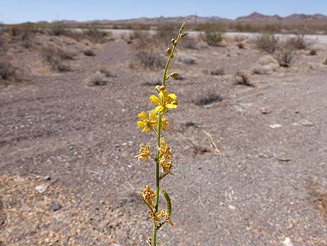 Desert Senna (Senna armata)