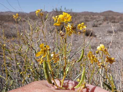 Desert Senna (Senna armata)