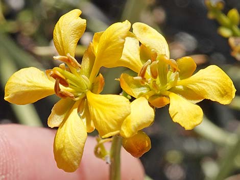 Desert Senna (Senna armata)