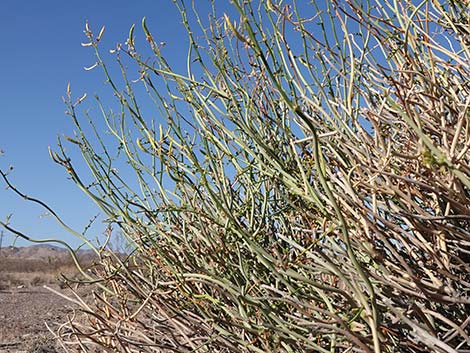 Desert Senna (Senna armata)