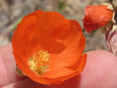 Desert Globemallow (Sphaeralcea ambigua)