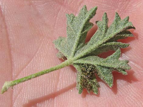 Desert Globemallow (Sphaeralcea ambigua)