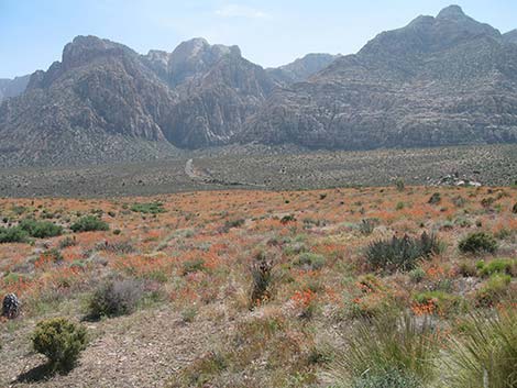 Desert Globemallow (Sphaeralcea ambigua)