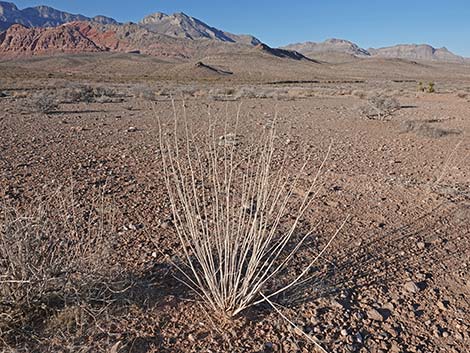 Desert Globemallow (Sphaeralcea ambigua)