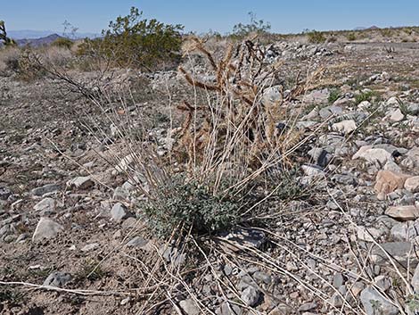 Desert Globemallow (Sphaeralcea ambigua)