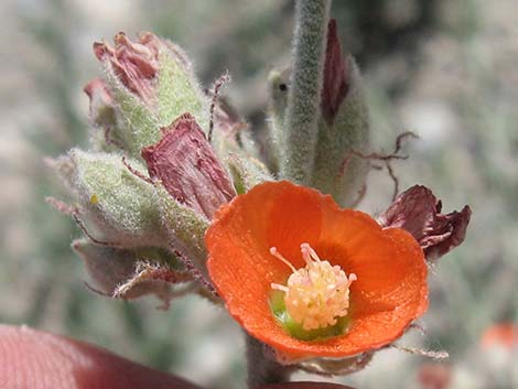 Gooseberryleaf Globemallow (Sphaeralcea grossulariifolia)