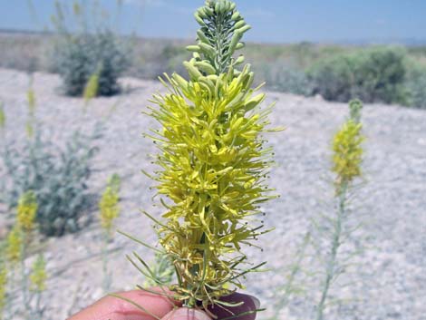 Desert Princesplume (Stanleya pinnata)