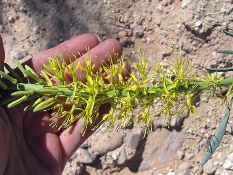 Desert Princesplume (Stanleya pinnata)