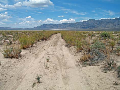 Desert Princesplume (Stanleya pinnata)