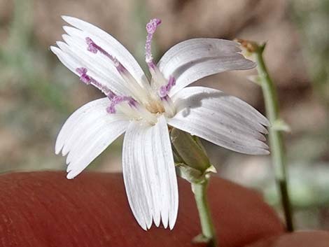 Brownplume Wirelettuce (Stephanomeria pauciflora)